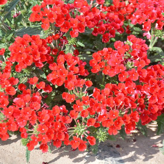 Obsession Mix Hybrid Verbena Seeds - Image 5