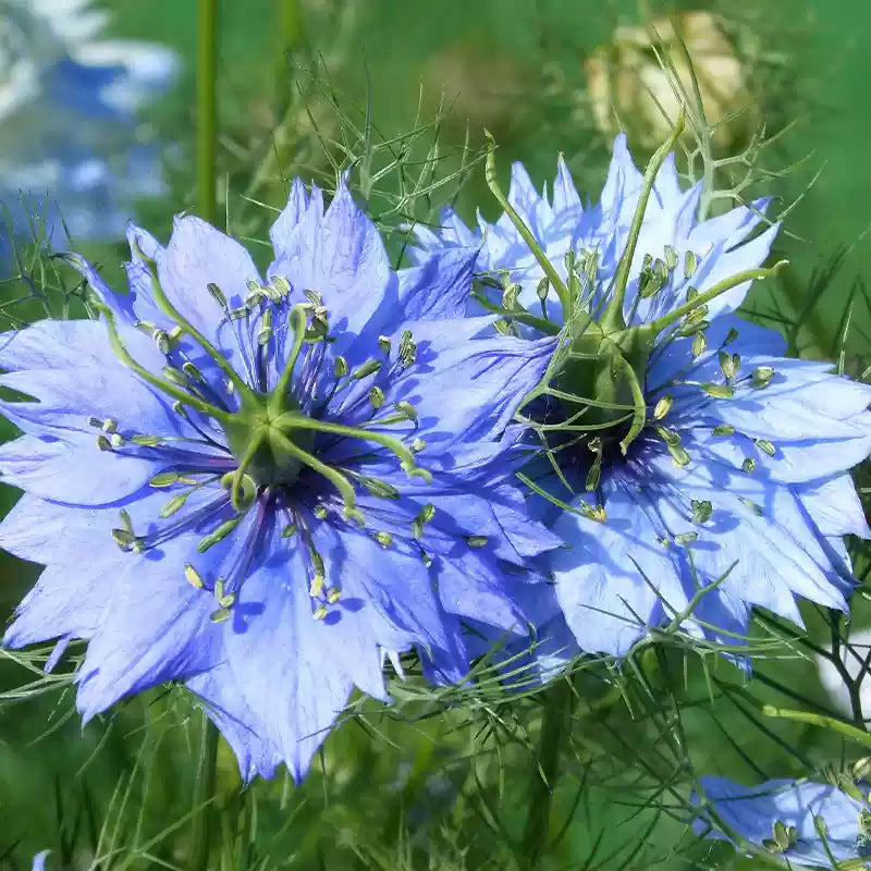 O1CN01BUpugv2JkjbJTN4kf__2213216199460_jpg_q30_jpg Love in a Mist Miss Jeckyll Nigella Seeds - Image 1