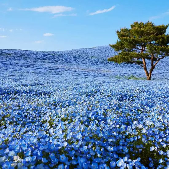 Baby Blue Eyes Seeds - Image 4
