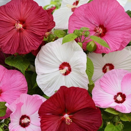 Mix Hibiscus Seeds