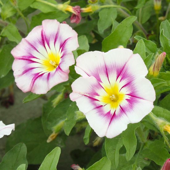 Fieldgrown Mix Morning Glory Seeds - Image 7