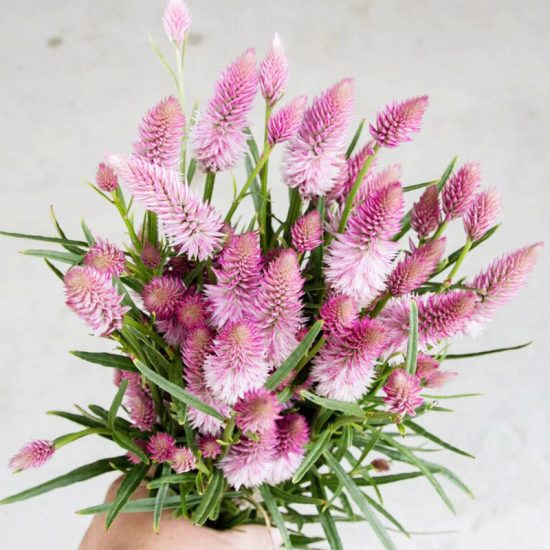 Flamingo Feather Celosia Seed - Image 4