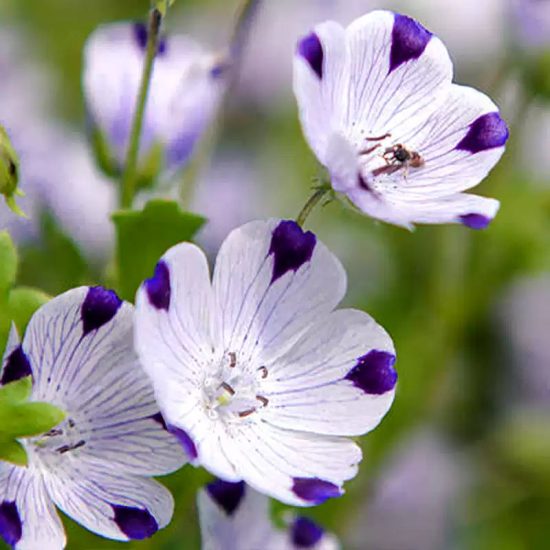 Mixed Nemophila Seeds - Image 2