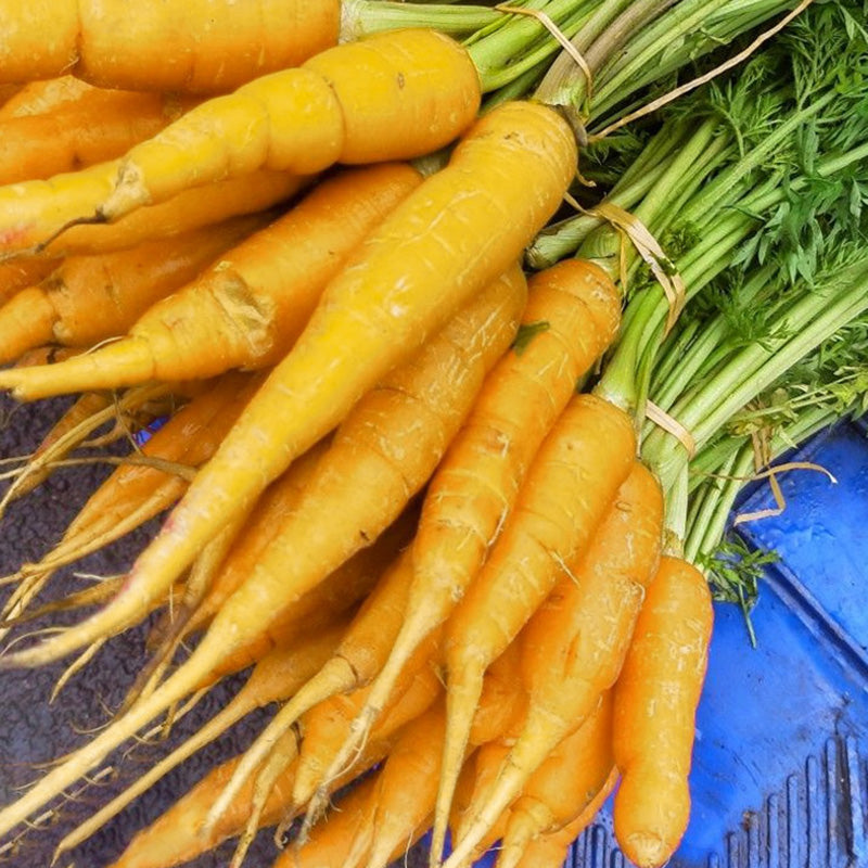 O1CN01Djos1u2DjSp5LXth7__2214675978645 Solar Yellow Carrot Seeds - Image 1