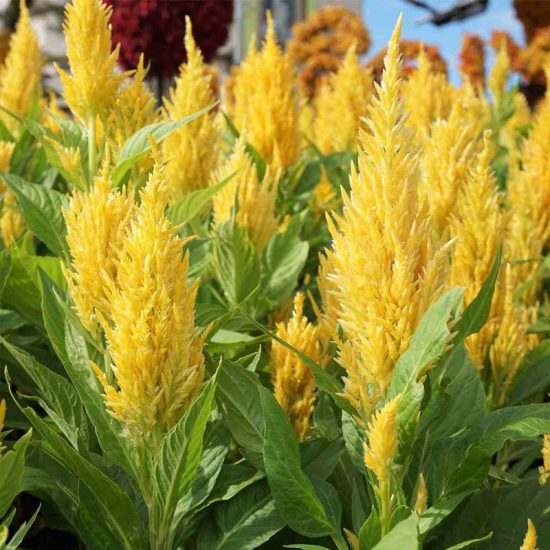 Bright Sparks Mix Celosia Seeds - Image 5