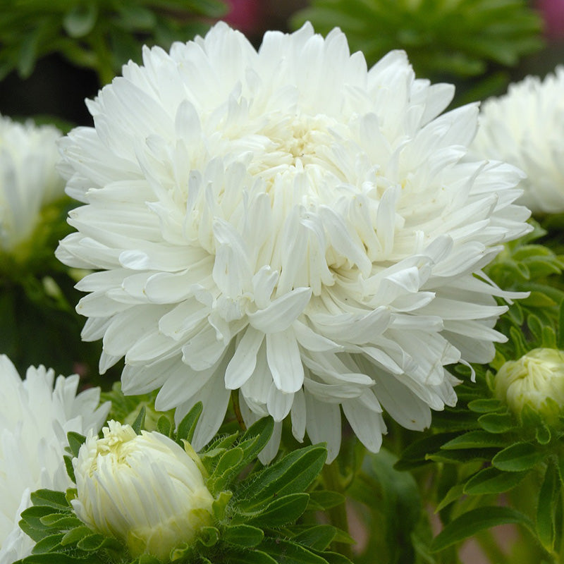 O1CN01DuHSi71abQZtTFUG2__64793348 Tower White China Aster Seed - Image 1
