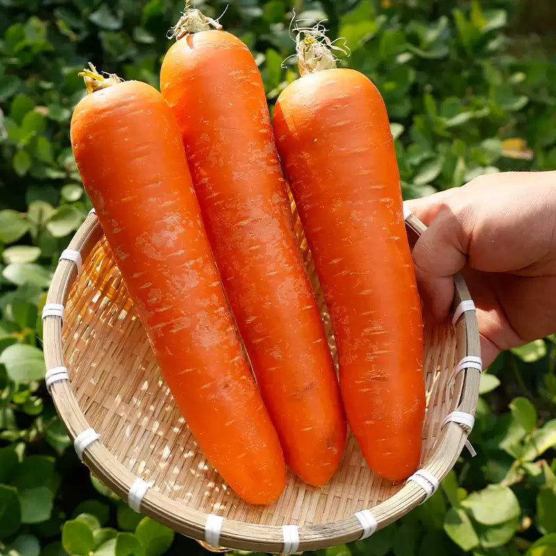 O1CN01EJCOed1WyYYICZjQR__2217610882857_jpg_q50_jpg Little Finger Organic Carrot Seeds - Image 1