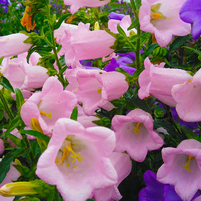 O1CN01EOrHTb1V6g09YsCAG__6000000002604-0-cib Champion II Pink (F1) Campanula Seed - Image 1