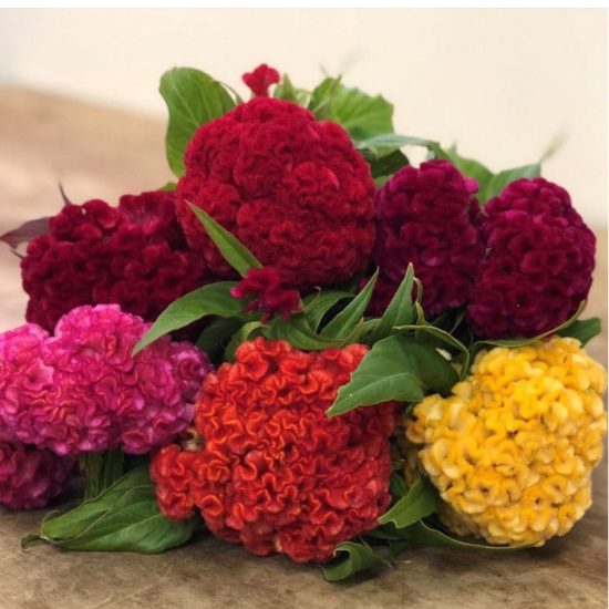 Mix Celosia Seeds - Image 2