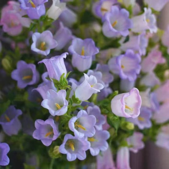 Champion Lavender (F1) Campanula Seed