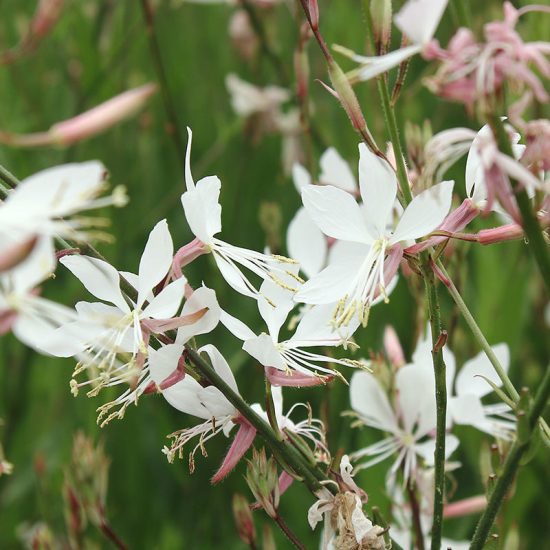 Sparkle White Gaura Seeds - Image 4