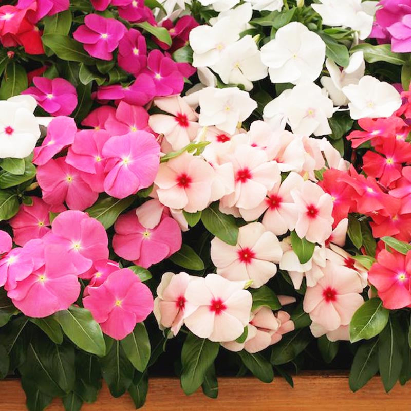 O1CN01F5PFtR2JkjlaN19z0__2213216199460 Pacifica Mix Hybrid Vinca Seeds - Image 1