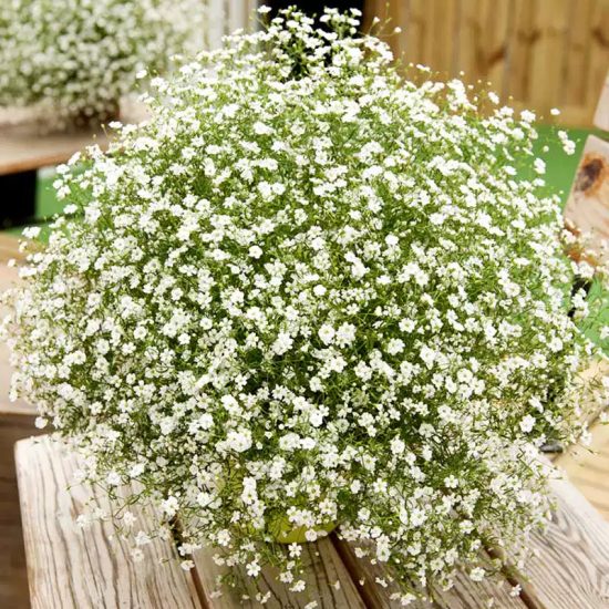 Gypsy White Improved Gypsophila Seeds - Image 3