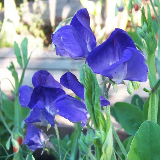 Purple Mix Sweet Pea Seeds - - Image 3