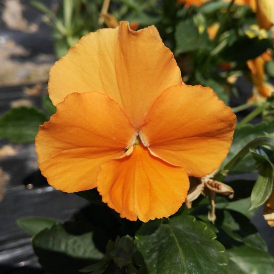 DeluXXe Orange Pansy Seeds - Image 4