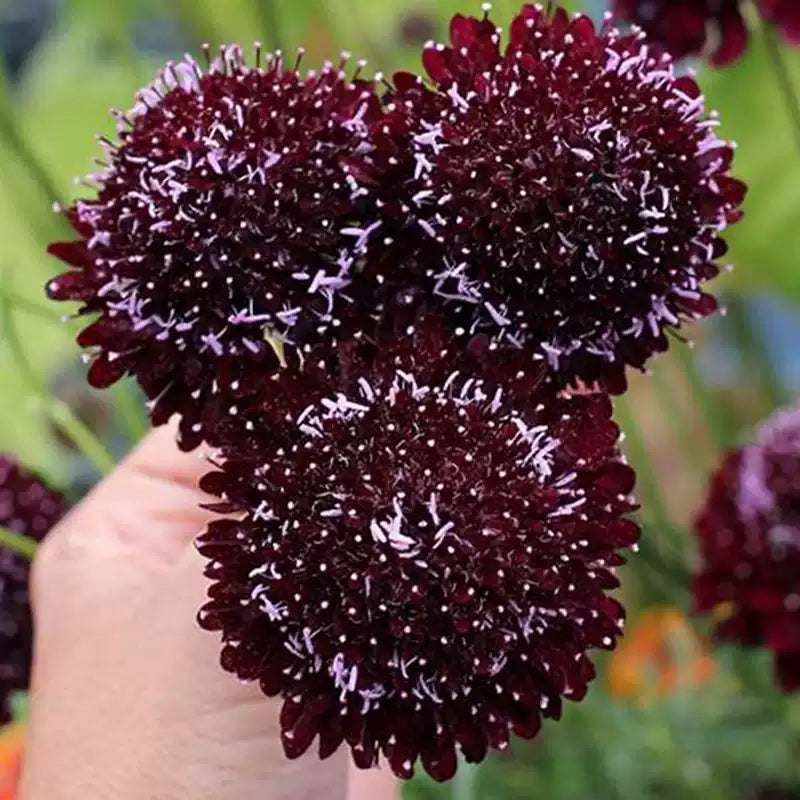 O1CN01FTUKxL2JkjXvaY277__2213216199460_jpg_q50_jpg Black Pincushion Scabiosa Flower Seeds - Image 1
