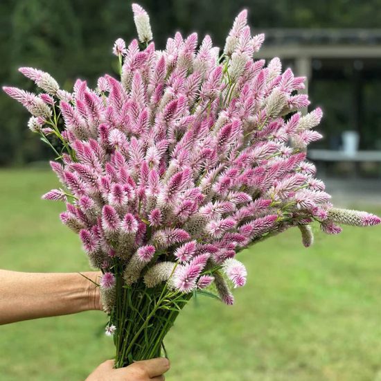 Flamingo Feather Celosia Seed - Image 2