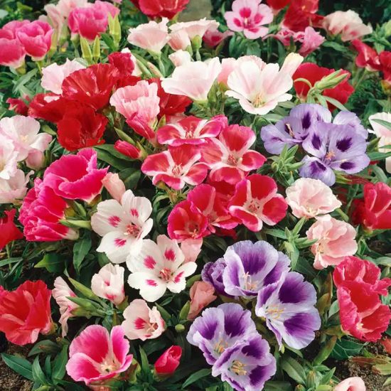 Satin Flower Godetia Seeds - Image 3