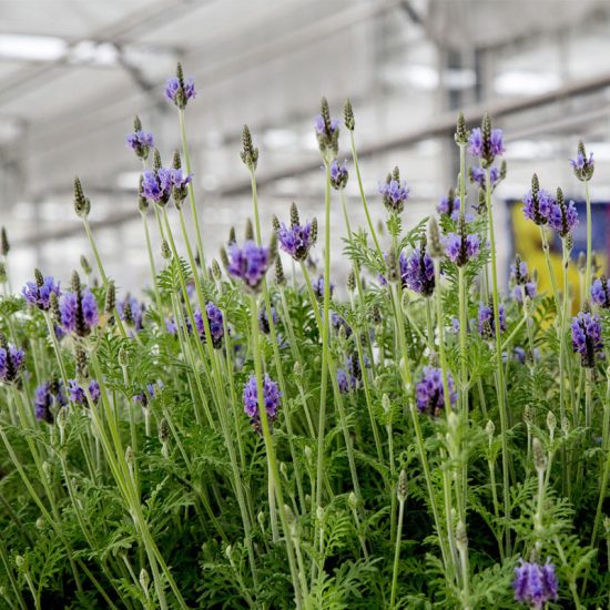 Munstead-Type Organic Lavender Seed - Image 2
