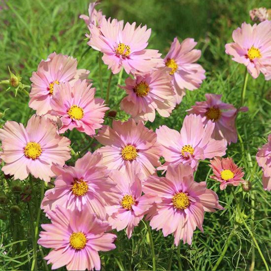 Mix Cosmos Flower Seeds - Image 3