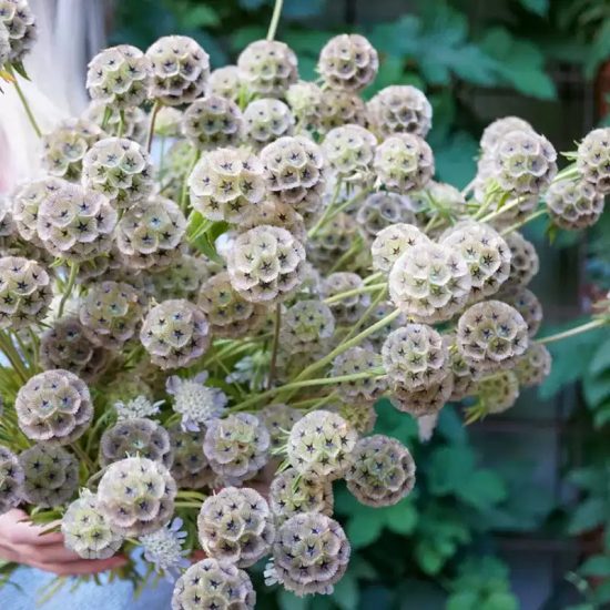 Drumstick Flower Starflower Pincushion Scabiosa Flower Seeds - Image 3