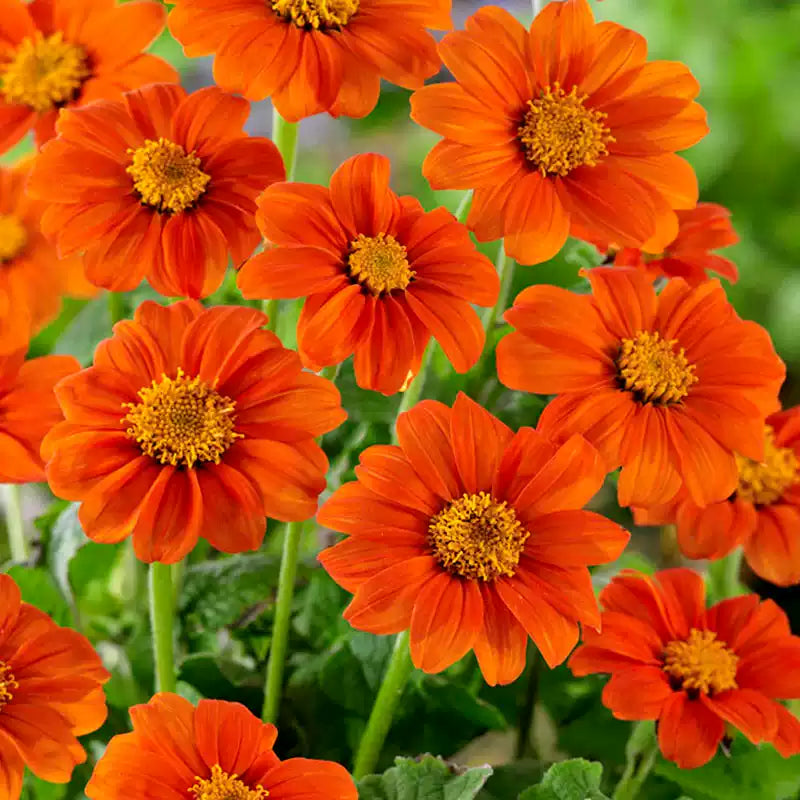 O1CN01Hgz7A02JkjlevxgOO__2213216199460_jpg_q50_jpg Fiesta del Sol Mexican Sunflower Seeds - Image 1
