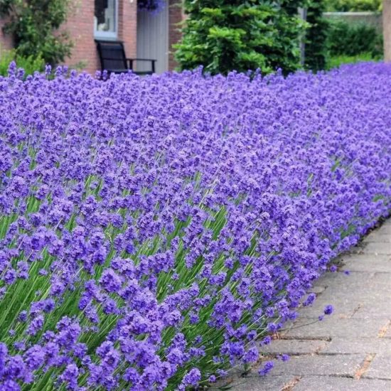 English Lavender Seeds - Image 2