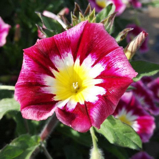 Fieldgrown Mix Morning Glory Seeds - Image 4