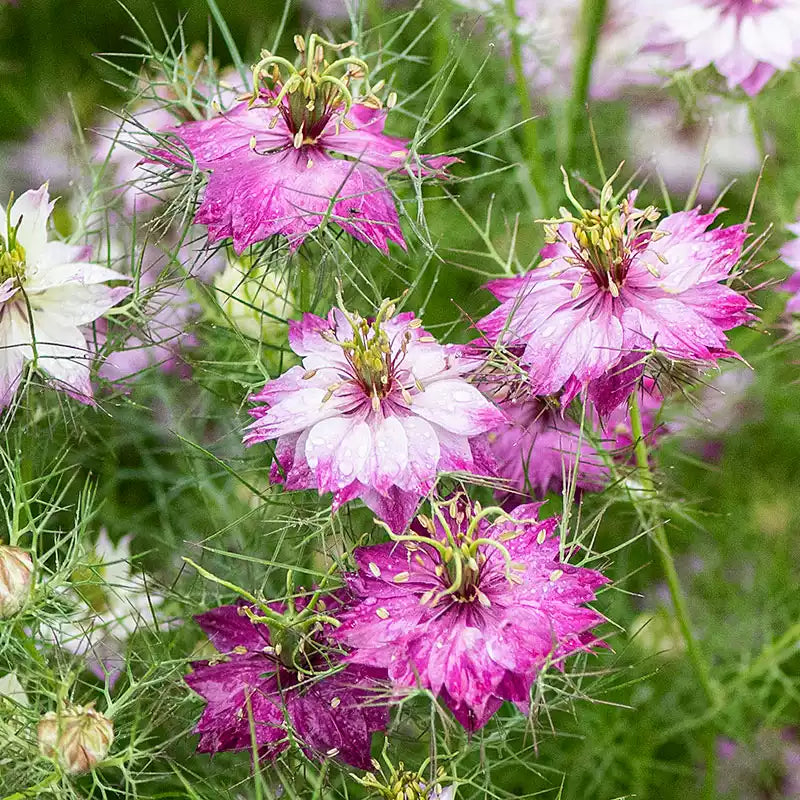 O1CN01J08nCb2JkjWgnFcZD__2213216199460.jpg_q50.jpg__1 Love-In-A-Mist Pink Nigella Seed - Image 1