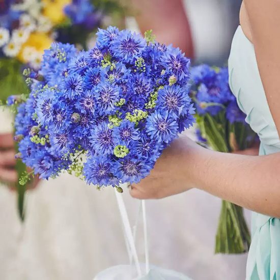 Tall Blue Boy Organic Centaurea Seeds - Image 2