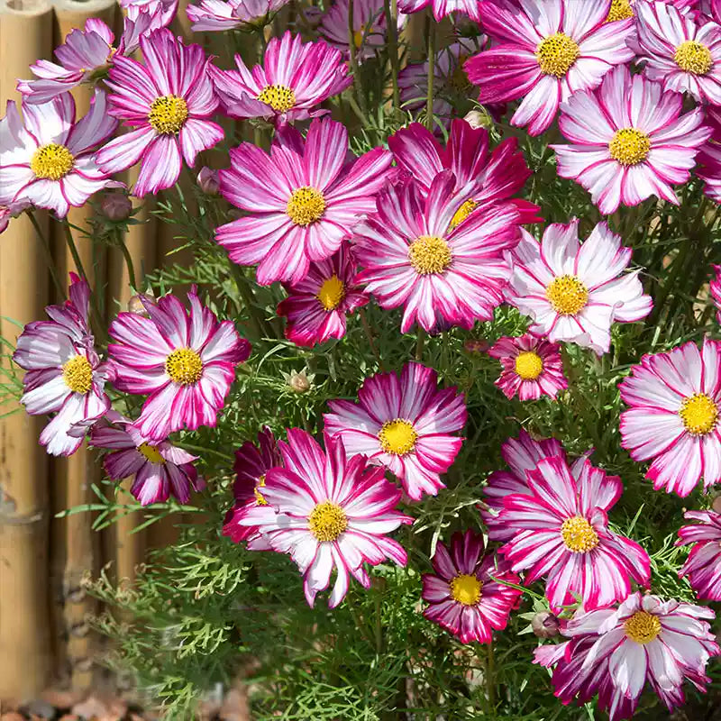O1CN01JCHTA51wtgBMrw325__753026366_jpg_q30_jpg Peppermint Candy Cosmos Seeds - Image 1