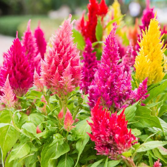 Bright Sparks Mix Celosia Seeds - Image 3