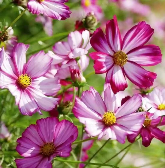 Peppermint Candy Cosmos Seeds - Image 4