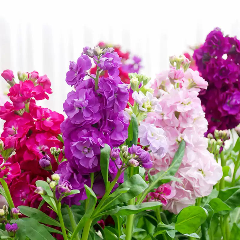 O1CN01LQhLJV2Jkjm6DwZAG__2213216199460_jpg_q50_jpg Hot Cakes Mixture Stock Seeds - Image 1