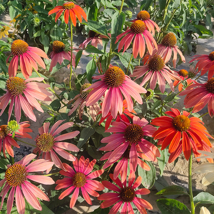 O1CN01LjFJTI2BdOLBm6N0d__2044468361-0-cib Cheyenne Spirit Coneflower Seeds - Image 1