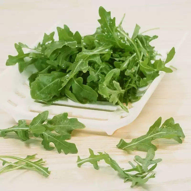 O1CN01M7cziE1OMz4q4t6v2__2217579041692_jpg_q50_jpg Organic Arugula Seeds - Image 1