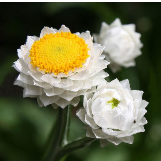 Winged Everlasting Ammobium Seed - Image 4