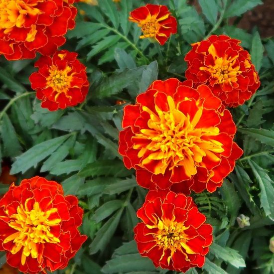 Harmony Marigold Seeds - Image 4