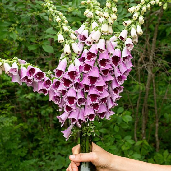 Mix Hybrid Foxglove Seeds - Image 2