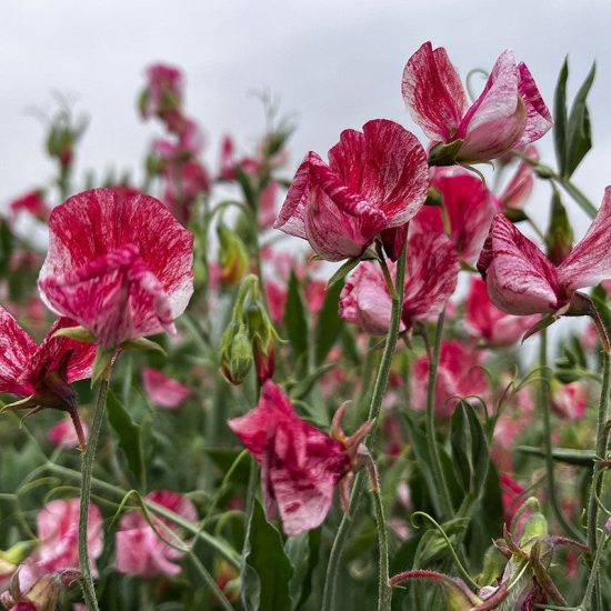 Streamers Chocolate Sweet Pea Seed
