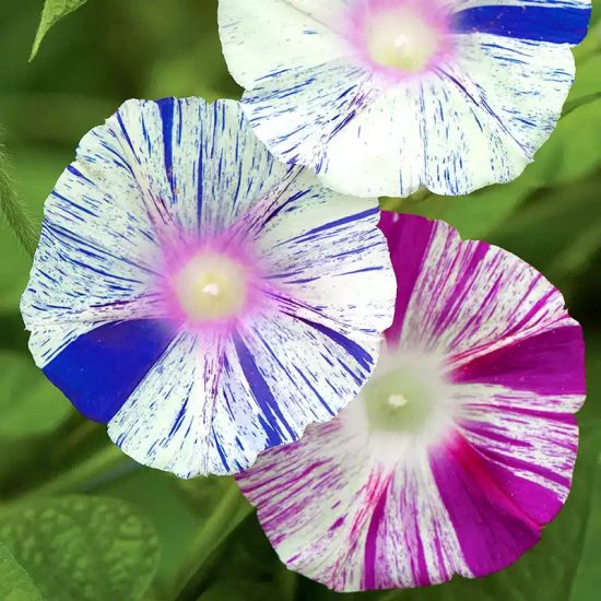 Harlequin Mix Morning Glory Seeds - Image 2