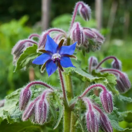 Borage Seeds - Image 3