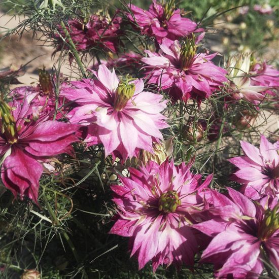 Love-In-A-Mist Pink Nigella Seed - Image 2