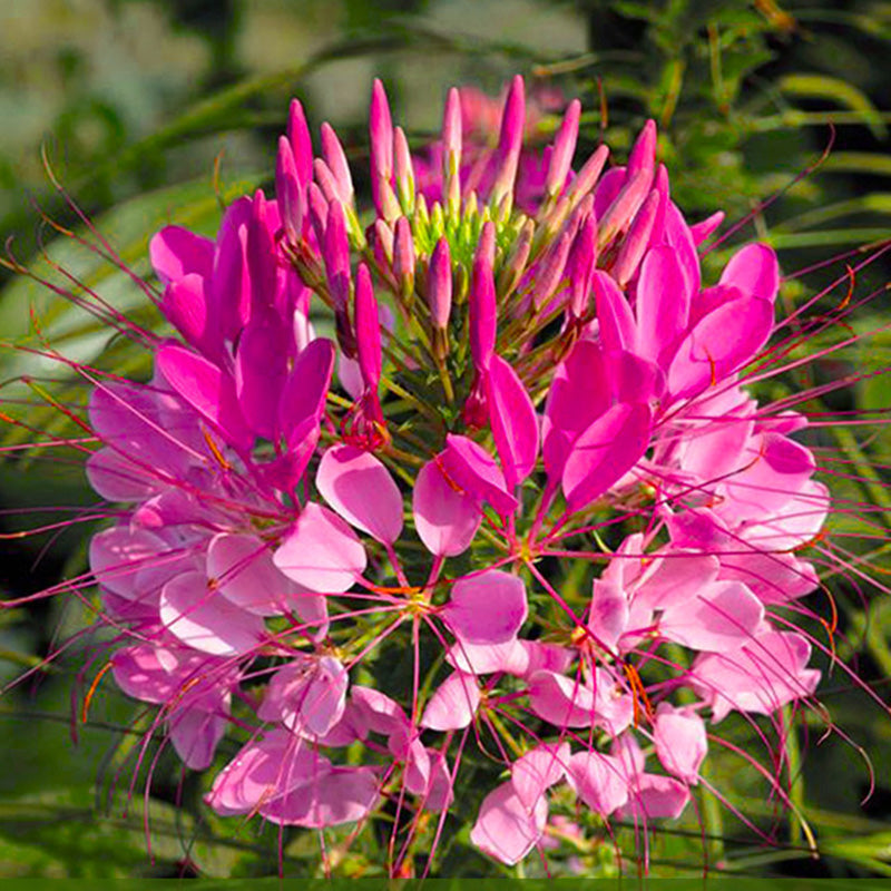 O1CN01PEpjyO2BdO9UF4zuY__2044468361-0-cib Sparkler Rose Cleome Flower Seeds - Image 1