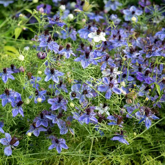 Delft Blue Nigella Seed - Image 2