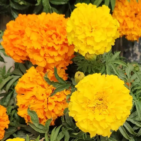 Janie Yellow Marigold Seeds - Image 4