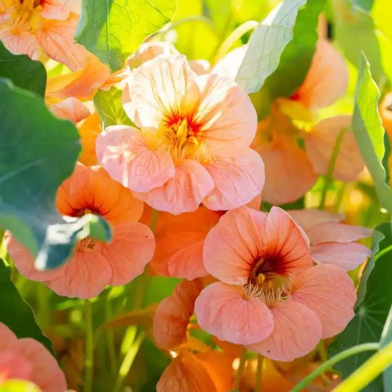 Gleam Salmon Nasturtium Seeds - Image 2