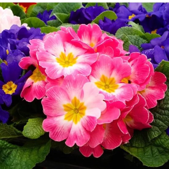 Danova Full Mix Hybrid Primula Seeds - Image 4