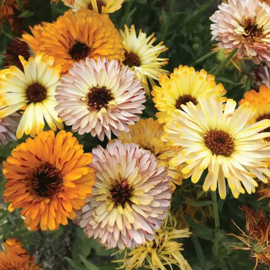 Flashback Mix Organic Calendula Seed - Image 2