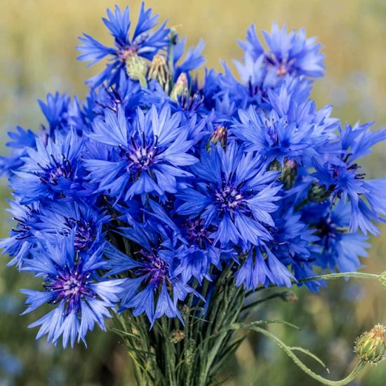 Tall Blue Boy Organic Centaurea Seeds - Image 3